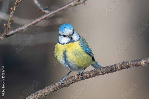 Blue tit (Cyanistes caeruleus or Parus caeruleus) Wildlife photo © popovj2