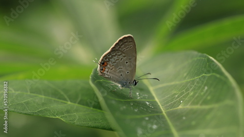 a butterfly perched on a leaf with dew drops around it