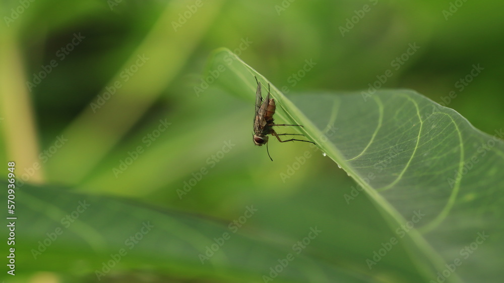 flies perched behind the cassava leaves, as if they were camouflaging flies perched behind the cassava leaves, as if they were camouflaging