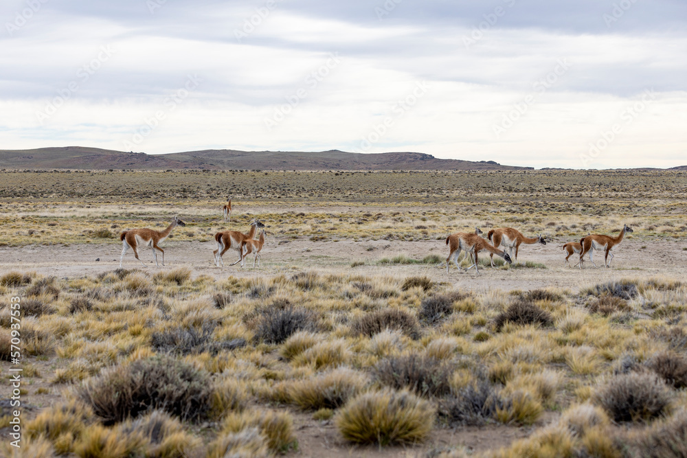 Naklejka premium Herd of Guanacos in the Parque Patagonia in Argentina, South America