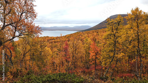 Forest in mountain area with orange autumn colors