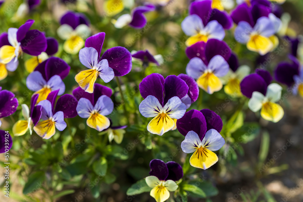 紫と黄色のビオラの花 紫と黄色のビオラの花