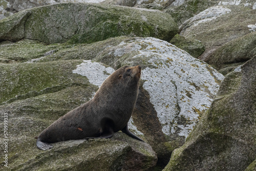 New Zealand Fur seal   kekeno