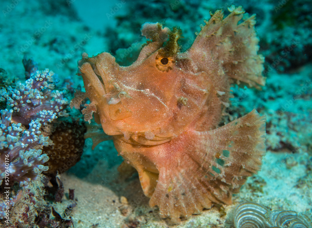 Pink paddle-flap scorpionfish (Rhinopias eschmeyeri) close up, Mauritius, Indian ocean