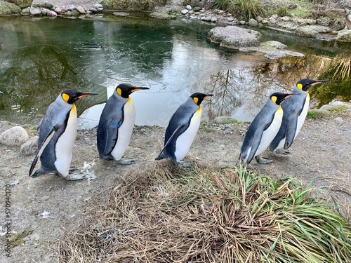 Gruppe von Pinguine - Königspinguin / Kaiserpinguin am Wasser und Eis, Pinguin Kolonie  photo