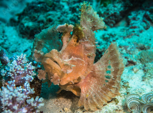 Pink paddle-flap scorpionfish (Rhinopias eschmeyeri) close up, Mauritius, Indian ocean