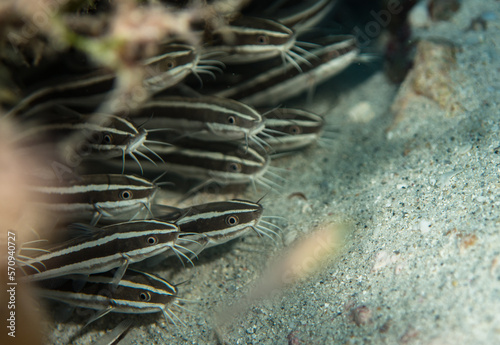 Juvenile striped catfish (Plotosus lineatus) schooling and feeding on sandy bottom, Mauritius, Indian ocean photo