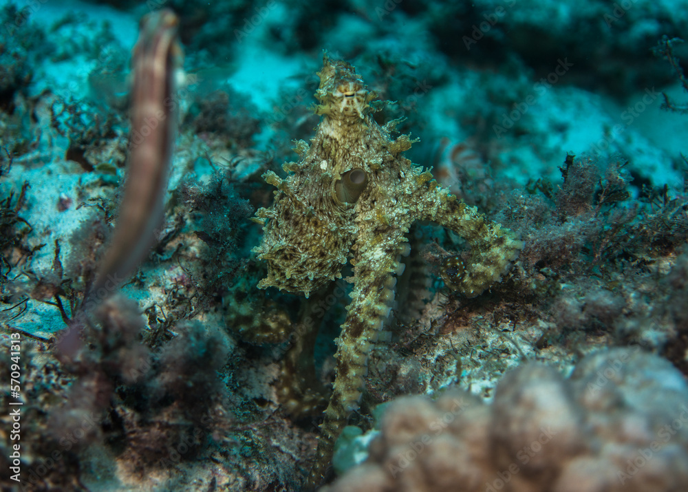 Octopus standing skin structure, Mauritius, Indian ocean Octopus standing skin structure, Mauritius, Indian ocean