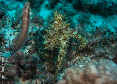 Octopus  standing skin structure, Mauritius, Indian ocean