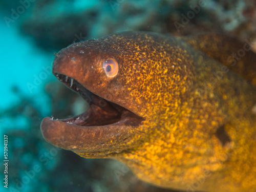 Moray eel close up, Mauritius, Indian ocean