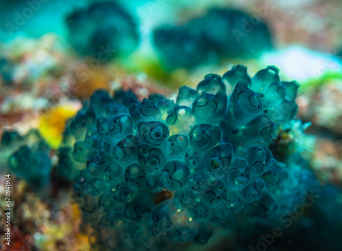 Blue coral, Mauritius, Indian ocean