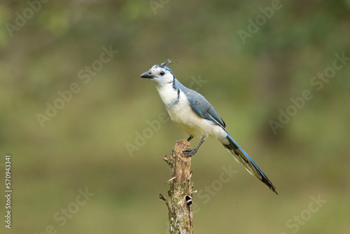 The blue jay (Cyanocitta cristata) is a passerine bird in the family Corvidae, native to eastern North America. It lives in most of the eastern and central United States.