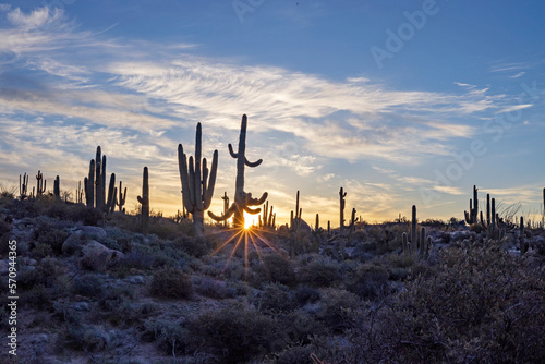 Sunstar Sunburst Behind A Saguaro Cactus At Sunrise Time In Arizona