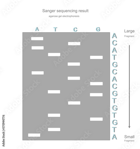 The Sanger sequencing result of target DNA that showing the separation of DNA fragments (large and small) with agarose gel electrophoresis technique and the DNA sequence were interpreted after that.