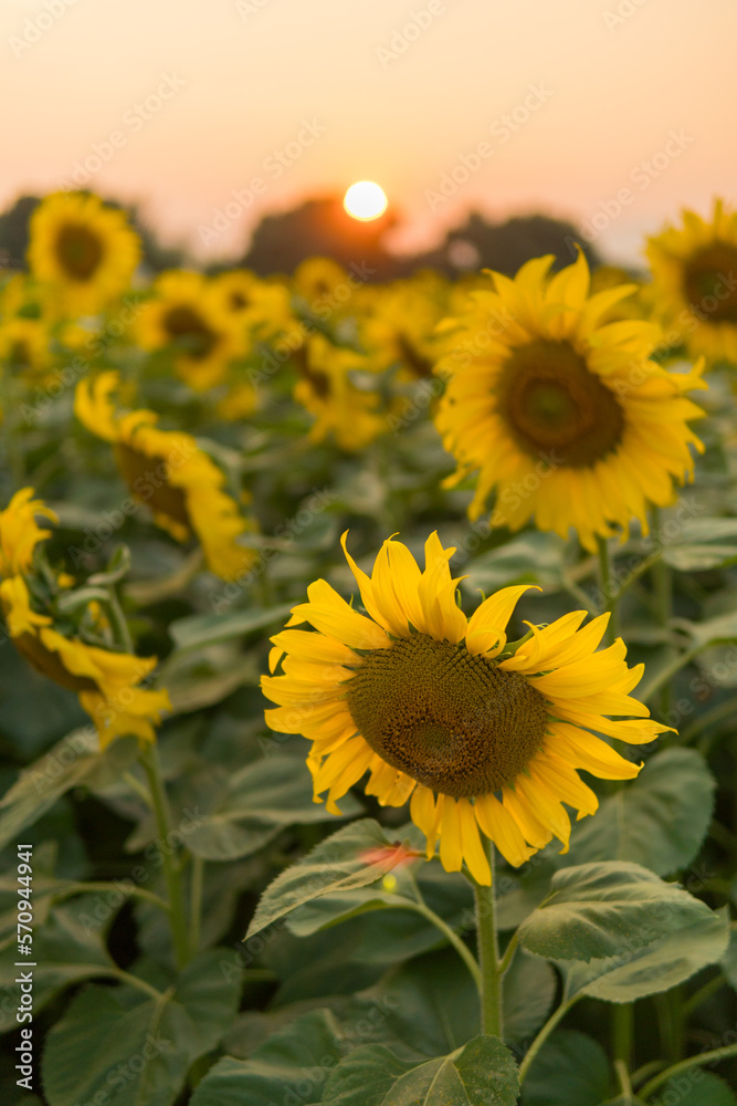 Sunflowers close-up with sunset background.