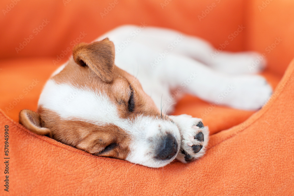 Obraz premium Puppy sleeps in an orange cot at home