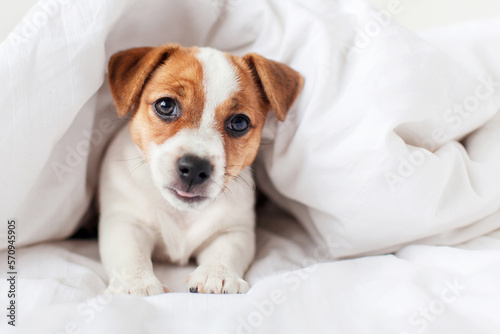 Puppy sleeps lying in white bed at home