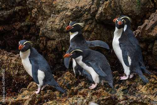 Snares penguins (Eudyptes robustus)