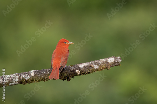 Summer Tanagers are medium-sized, chunky songbirds with big bodies and large heads. They have large, thick, blunt-tipped bills. Adult male Summer Tanagers are entirely bright red. © janstria
