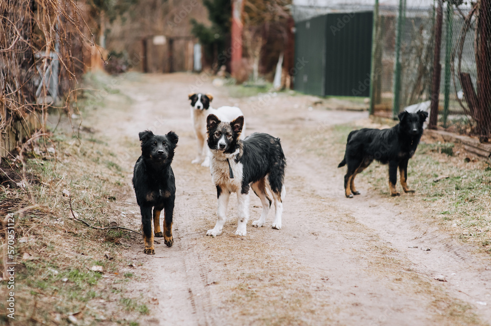 A family, a flock of hungry, shy, curious dogs are walking outdoors in nature. Animal photography. A family, a flock of hungry, shy, curious dogs are walking outdoors in nature. Animal photography.