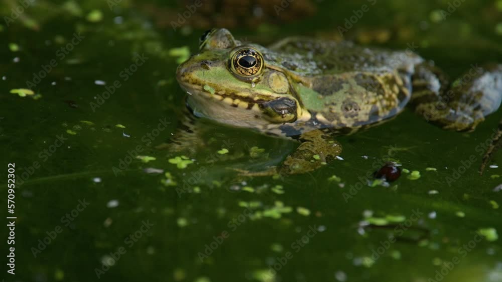 Frog crying. European frog in water. Pelophylax lessonae calling with inflated vocal sac. Breeding male pool frog. Marsh Frog. Real time. Frog crying. European frog in water. Pelophylax lessonae calling with inflated vocal sac. Breeding male pool frog. Marsh Frog. Real time.
