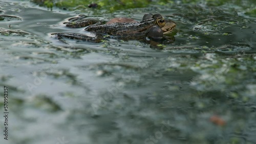 Frog crying. European frog in water. Pelophylax lessonae calling with inflated vocal sac. Breeding male pool frog. Marsh Frog. Real time.