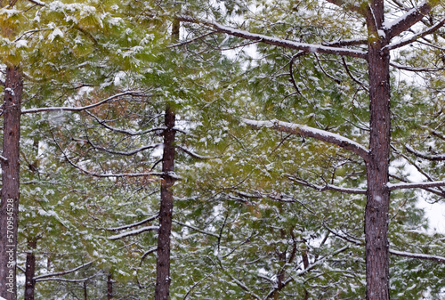 Winter Snow Scene photo