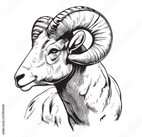 Ram head hand drawn sketch Vector illustration Farm animals photo