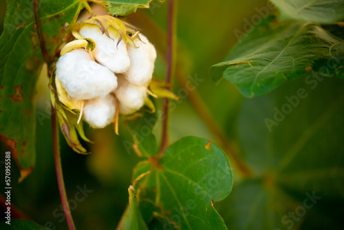 Quadro su tela The cotton plant is grown in the field for industrial purposes