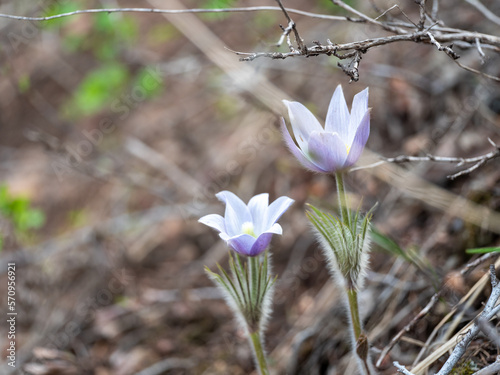 Prairie Pasqueflower
Pulsatilla nuttalliana photo