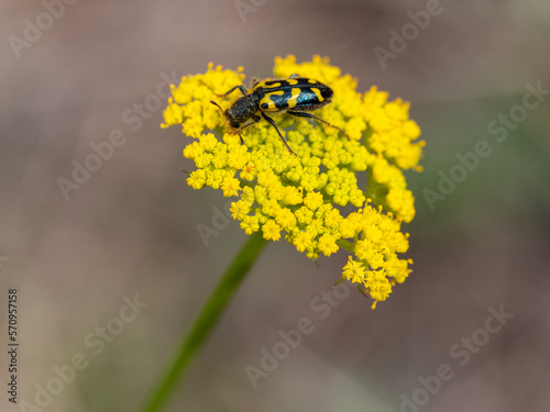 Ornate Checkered Beetle Trichodes ornatus photo