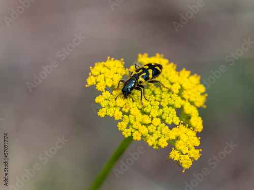 Ornate Checkered Beetle Trichodes ornatus photo