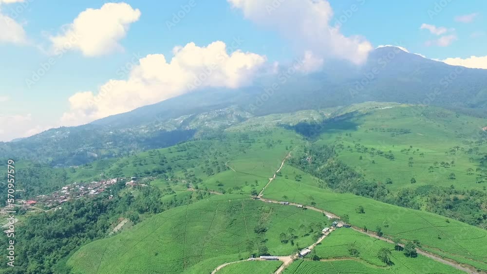 green tea field green tea field
