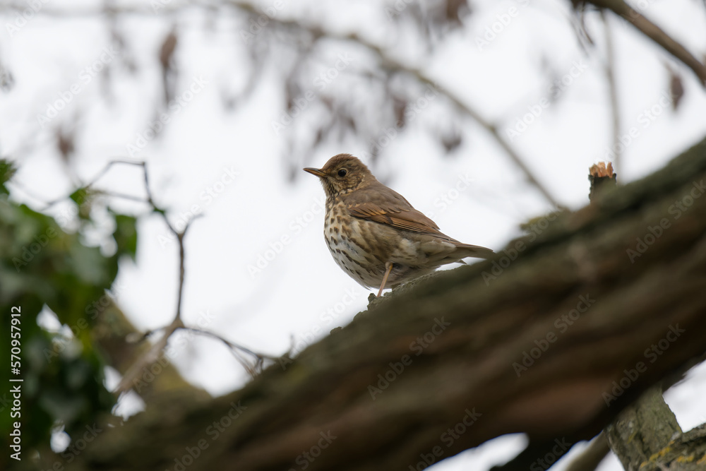 Fototapeta premium Grive musicienne -Turdus philomelos