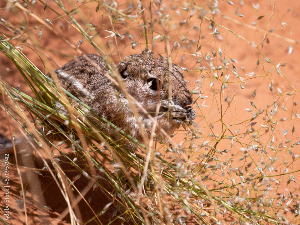 Fototapeta premium White-tailed Antelope Squirrel Ammospermophilus leucurus