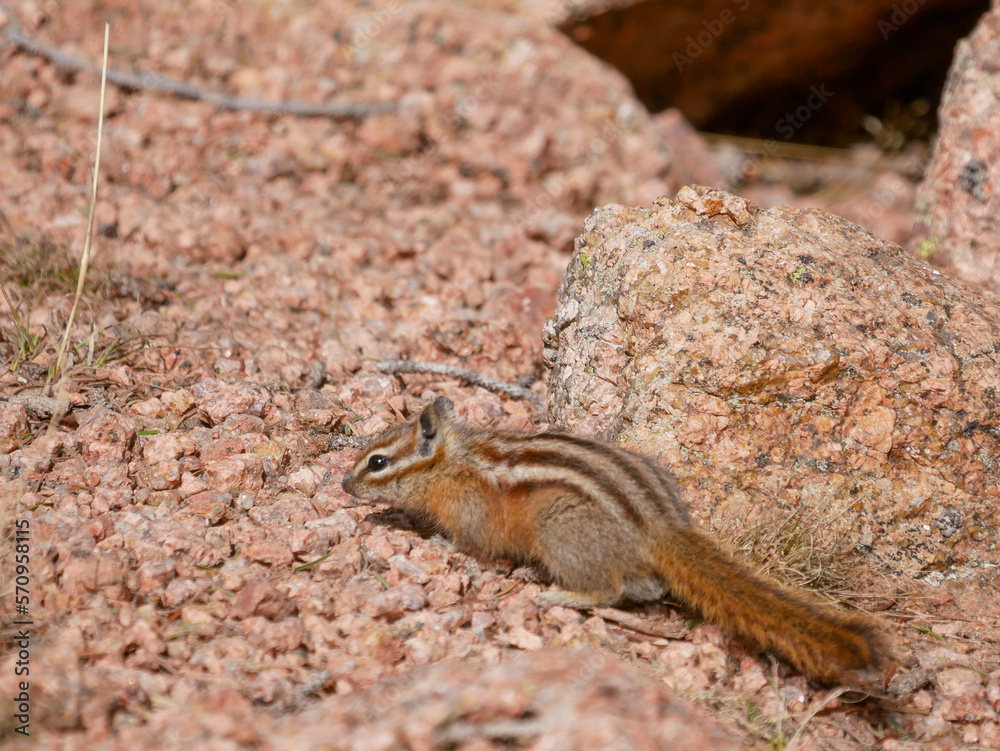 Fototapeta premium least chipmunk on gravel