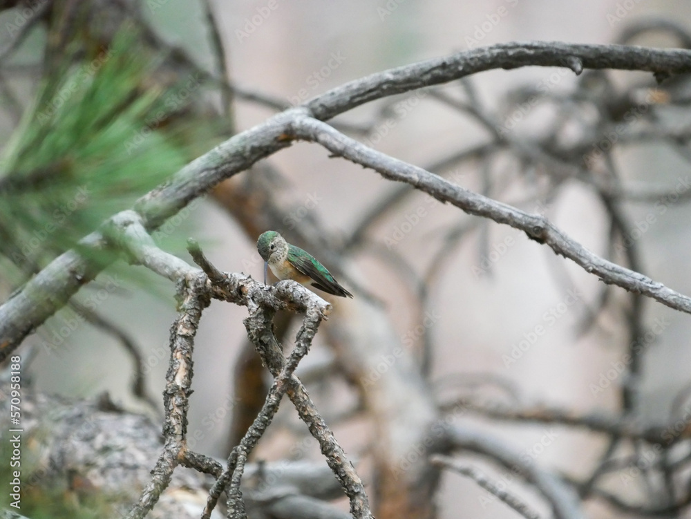 broad tailed hummingbird on a branch broad tailed hummingbird on a branch