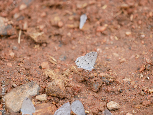 echo azure celastrina echo butterfly on gravel photo
