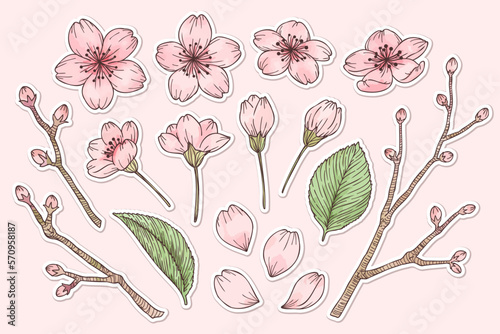 桜の水彩風パーツイラストセット　白縁シール風　主線あり、ベクター