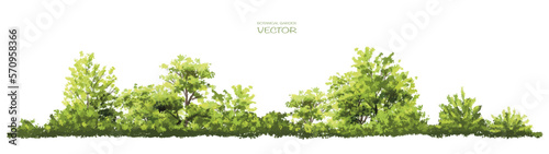 Vector watercolor  tree side view isolated on white background for landscape and architecture drawing, elements for environment and garden,botanical elements for section in spring ,grass isolated