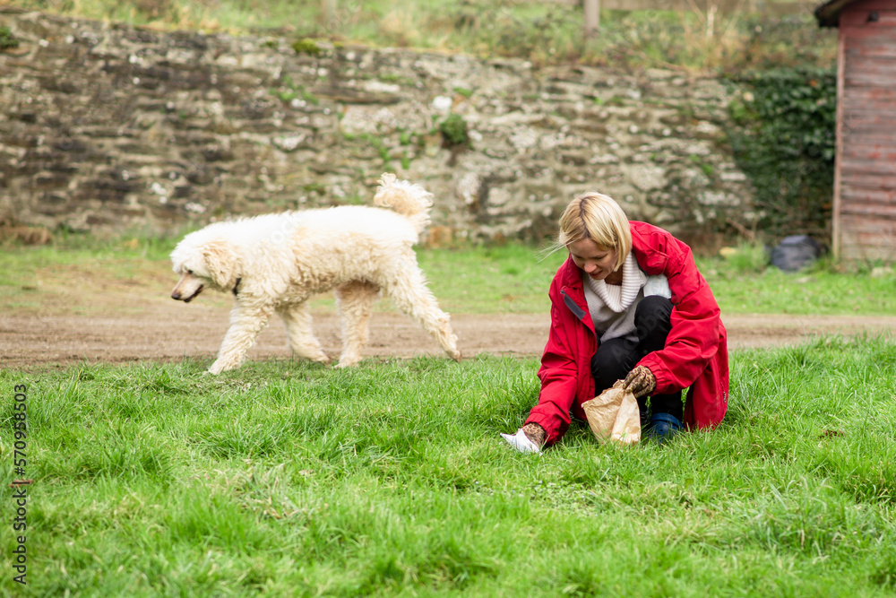 A woman cleans up dog poop on the lawn in the yard of the house. Territory cleaning. A woman cleans up dog poop on the lawn in the yard of the house. Territory cleaning.