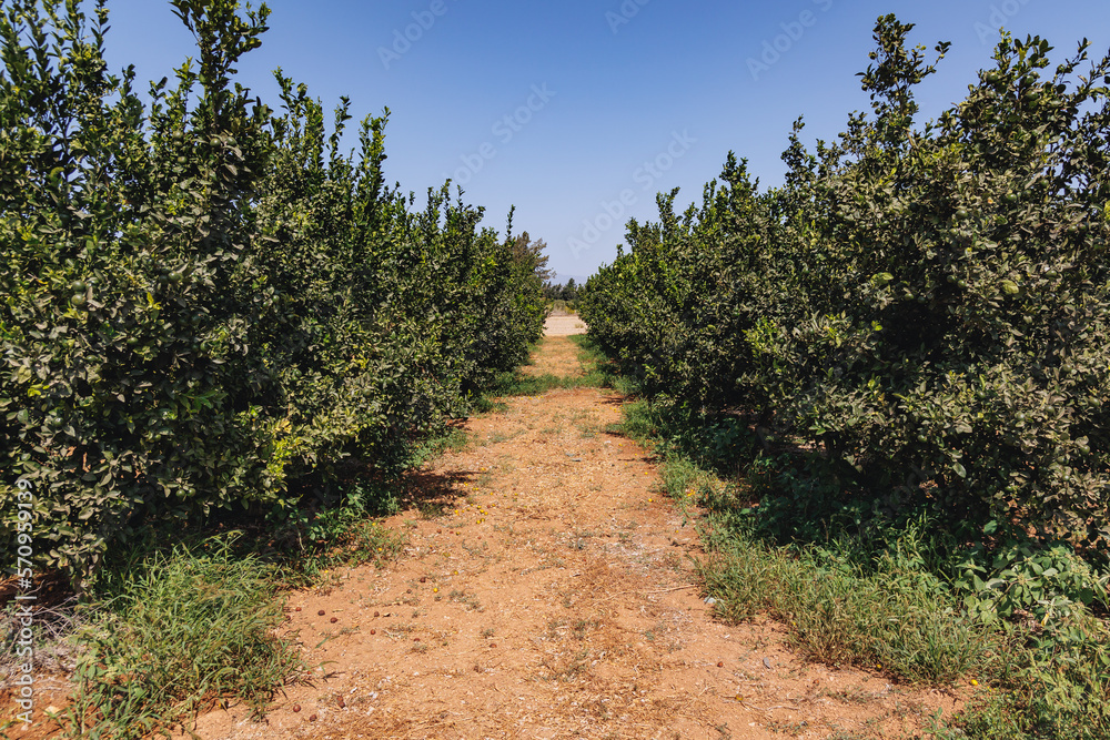 Fototapeta premium Mandarin orange trees on a farm in Cyprus island country