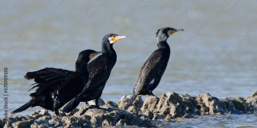 Obraz premium cormorang