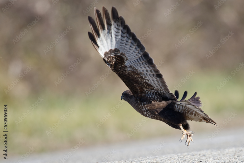 Fototapeta premium buse variable - buteo buteo 