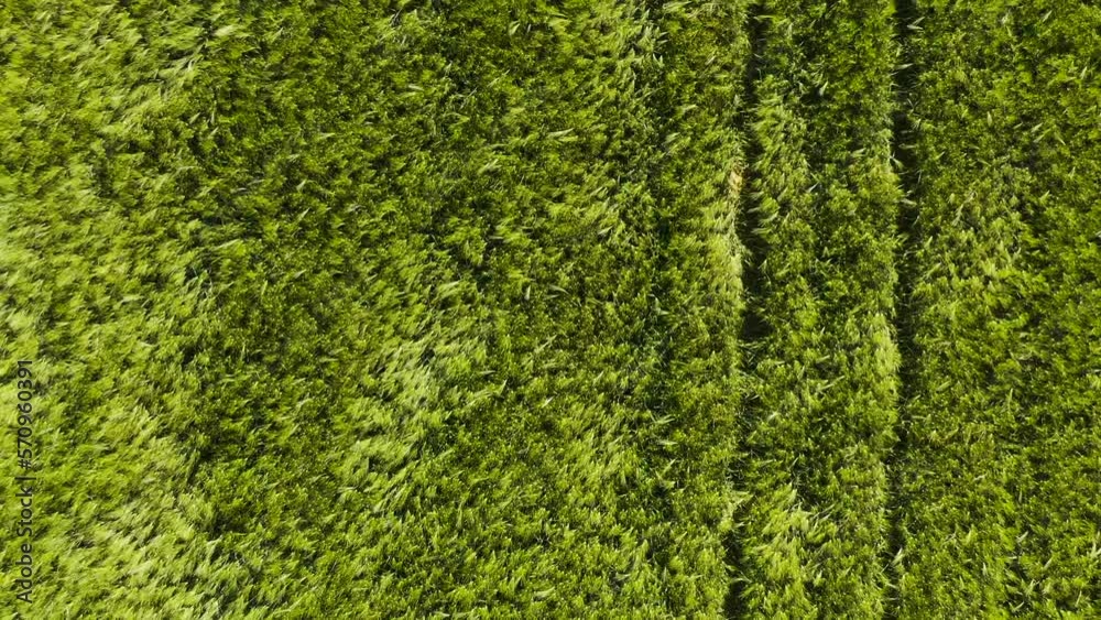 Aerial view of green unripe barley (Hordeum Vulgare) crops field from drone pov Aerial view of green unripe barley (Hordeum Vulgare) crops field from drone pov
