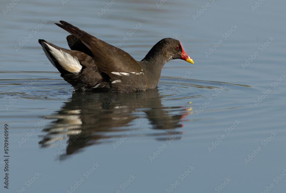 Portrait of a Common Moorhen at Asker marsh, Bahrain Portrait of a Common Moorhen at Asker marsh, Bahrain