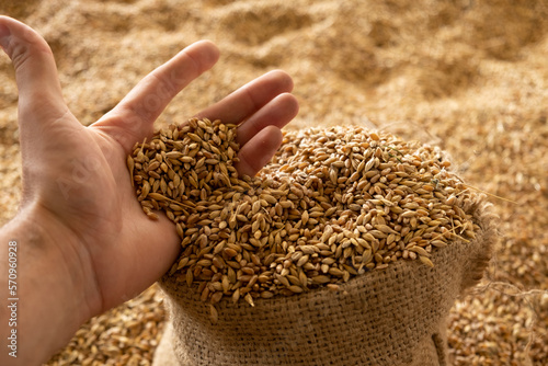 Harvested wheat grain in a linen sack