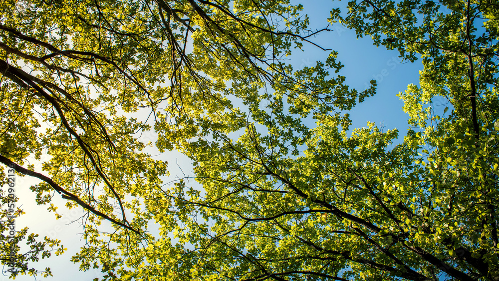 Beautiful trees set against the blue sky. Sunny day at the autumn forest. Beautiful trees set against the blue sky. Sunny day at the autumn forest.