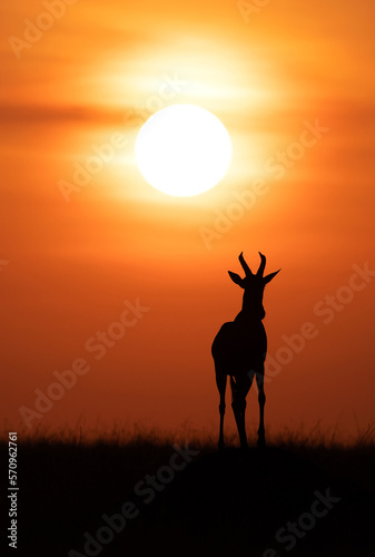 Silhouette of Topi during sunrise at Masai Mara, Kenya