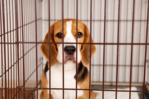 A Sad beagle dog in an iron cage for pets. A wire box for keeping an animal. 